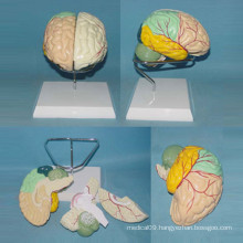Human Labeled Brain Anatomic Model for Demonstration (R050101)
